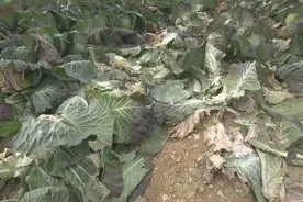 日本农田800棵卷心菜被盗，农户报警！此前价格涨至去年同期3倍图片