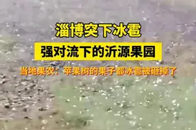 6月12日下午，淄博突下冰雹，强对流下的沂源果园，当地果农：苹果树的果子都冰雹被砸掉了图片