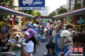 携宠旅行渐成时尚 说走就走尚有“堵点”图片