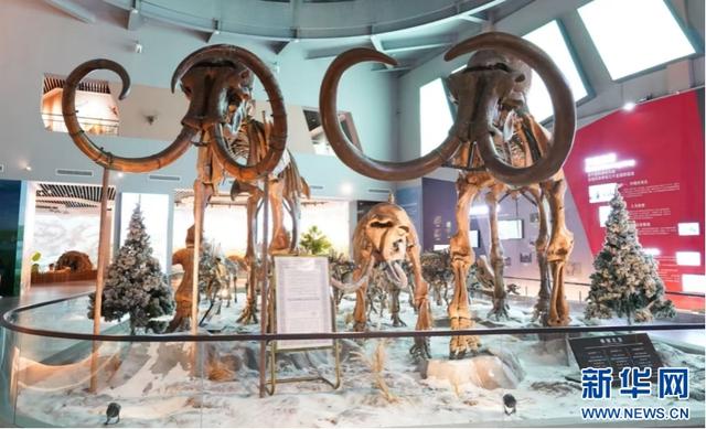 聚焦高质量发展丨黑龙江青冈：“猛犸象IP”为小城文旅添活力