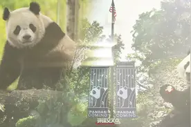 重返华盛顿！大熊猫“宝力”“青宝”续写黑白情缘图片