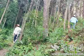 72岁老人深山走失 村民接力背回图片