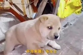 评论丨母女冒雨接回被抱走的小狗，不懂边界的亲戚该补上这一课图片