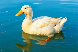 为什么下雨时，鸭子就在雨中傻站着一动不动？图片