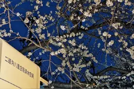 今年解锁夜赏模式，北京这片山桃花开花最早图片