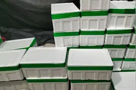 半岛调查丨同城快递31箱生鲜鸡，12箱送到时已变质？德邦物流：正在走理赔流程图片