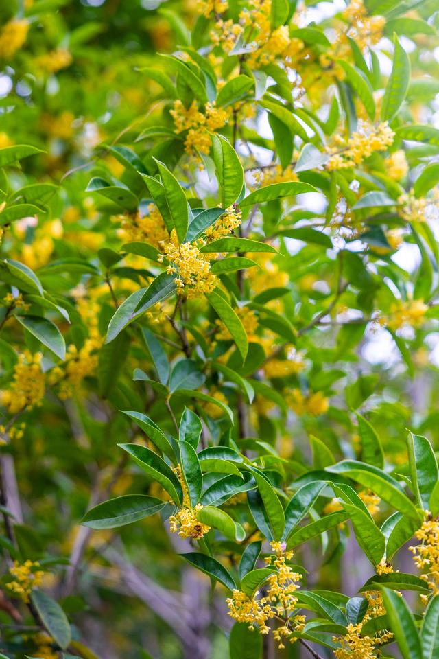 龟山公园“桂开二度”，满山香氛再“返场”