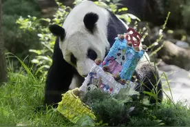 图集 | 海外现存最长寿大熊猫“欣欣”喜迎35岁生日图片