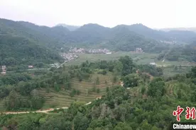 广西壮族后山茶：一方天地养一方茶 非遗技艺香飘万家图片