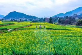 沿河：油菜进入花期 植保无人机飞防助农忙图片