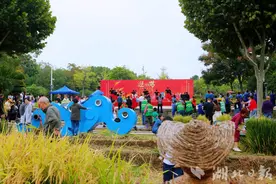 五彩水稻开镰 洪山区上演城市版农耕嘉年华图片