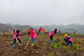 【植树节】马山县妇联组织巾帼志愿者参加2025年义务植树活动  共筑绿色生态梦图片