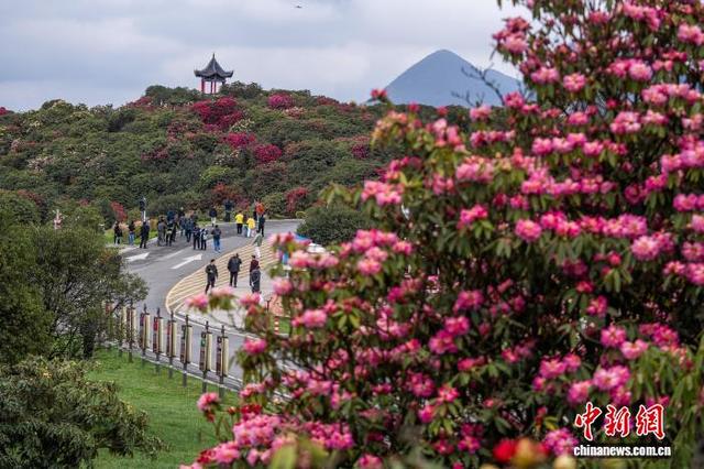 贵州毕节百里杜鹃：徒步爱好者穿行“地球彩带”