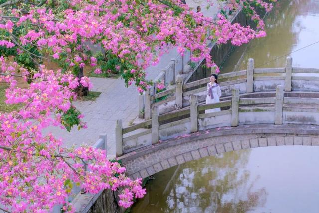 一秒圈“粉”！湛江这片浪漫花海，谁拍谁好看！