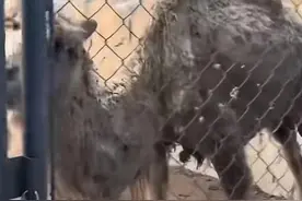 网友称北京昌平一乐园“动物瘦骨嶙峋”，相关部门回应图片