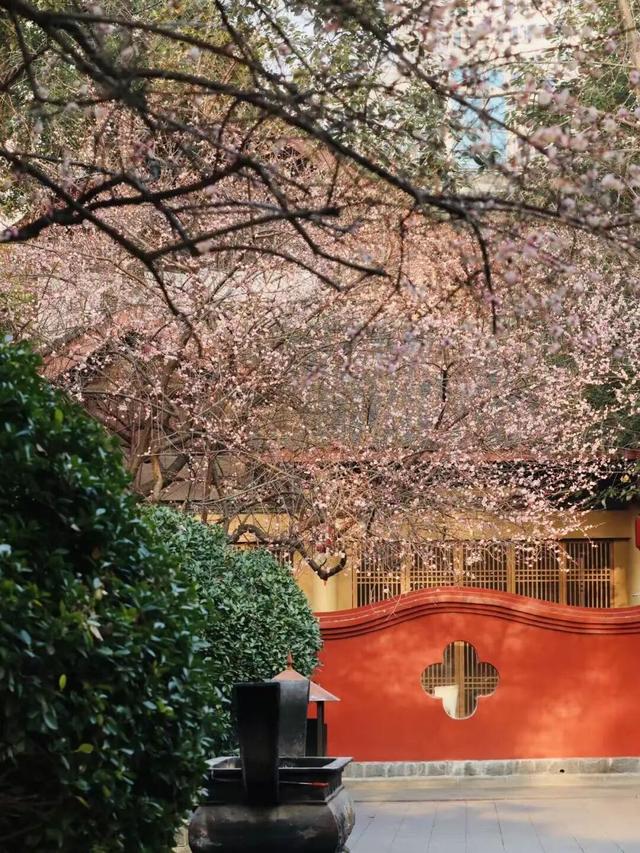 已开！成都怎么提前过上“春天”了