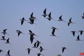 “鸟界超模”黑翅长脚鹬现身洞庭湖图片