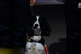 警犬缴毒被奖火腿肠项圈，“馋哭”警犬同事视频封面