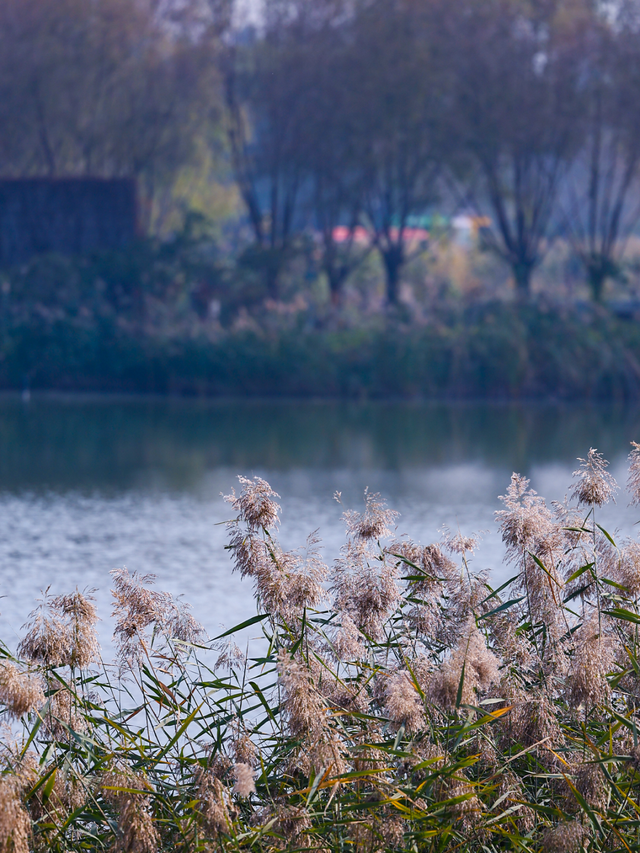 一眼心动！周末邂逅北京芦花漫舞，超有秋日feel~