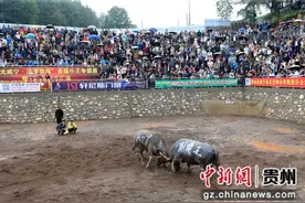 威宁首届“牛王争霸赛”正式开赛图片