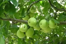 苹果膨大期病虫害综合防治技术图片