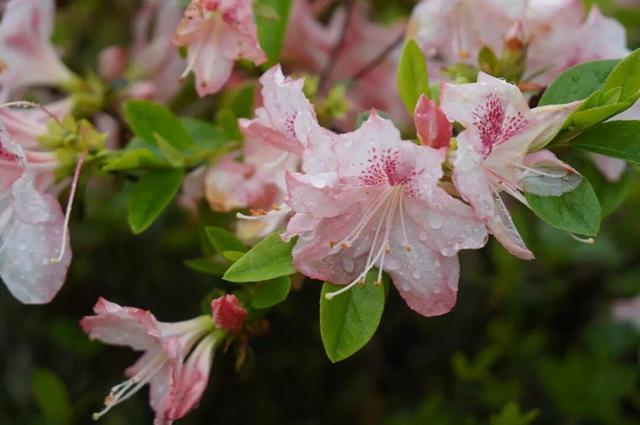 开了！开了！福州开了成片杜鹃花海！快上鼓岭
