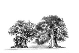 北京的古树图片