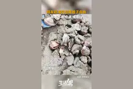 网友赶海实现黄蚬子自由：不用捡直接搂！图片