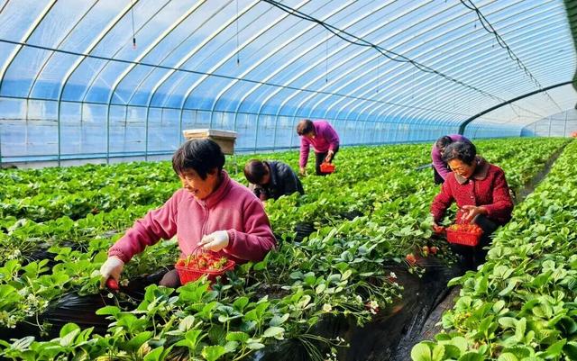 冬日限定甜蜜！草莓采摘正当时！