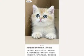 警惕！这种“免费领养”猫咪套路很深！或让你深陷高额“猫贷”图片