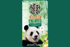 大熊猫福宝归国首秀， 6月12日全球直播见面会图片