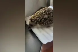 群众捡到刺猬抱至派出所求助，民警检查无外伤后放归自然