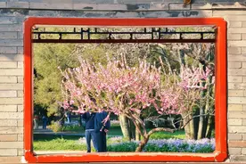 天坛公园春花烂漫，古建古树相映成趣图片