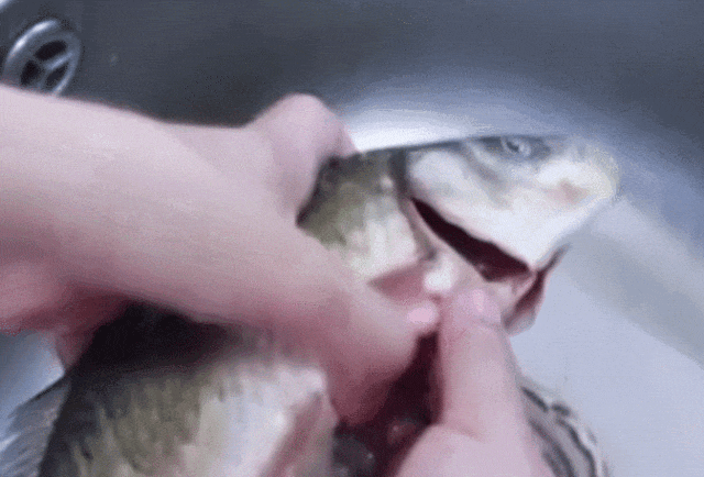 花胶有碘吗 2026年花胶其实含碘高不高