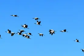 美好生活在云南｜昭通大山包：鹤鸣九皋 声闻于野图片