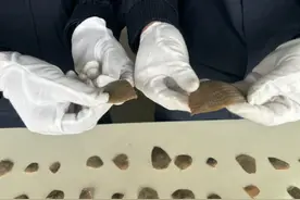 携带各种穿山甲鳞片331.7克入境！企图蒙混过关，已刑事立案处置！图片