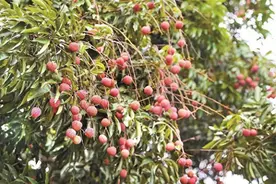 黄田荔枝成熟上市！《长安的荔枝》热播，带火岭南荔枝图片