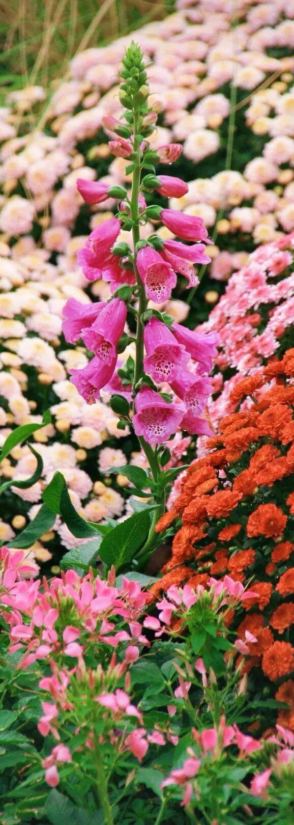 行摄 | 美爆了！秋日花海，限时上映