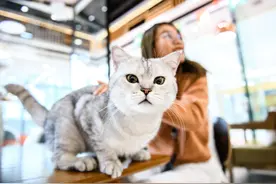 买回来的猫被诊断出先天性疾病 ，能要求三倍赔偿吗？法院判了图片