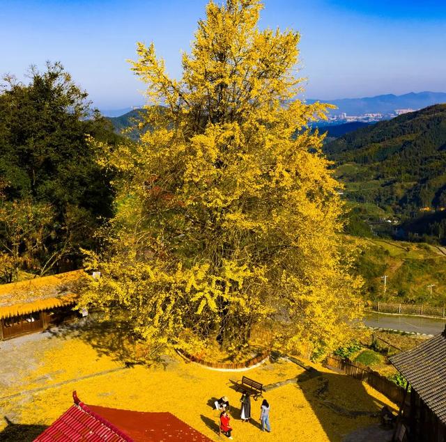 “暴力黄”全开！汨罗江雾、水垅村银杏……惊艳登场