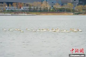 河南郑州：天鹅游弋北龙湖湿地公园图片