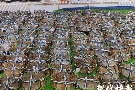 中秋档螃蟹抢“鲜”上市，精品蟹同比涨价三四成图片