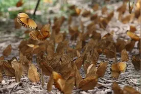 美！云南金平，近亿只蝴蝶“溢出屏幕”！和天气气候有关？图片