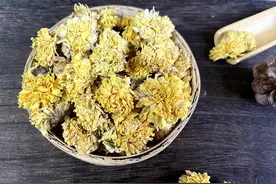 瑞龙中药大讲堂｜“菊花与野菊花”药用与观赏的双重价值图片