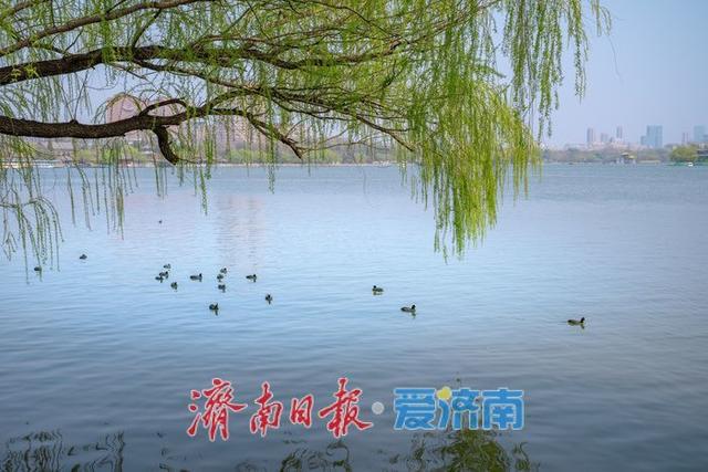 济南大明湖西府海棠盛放 古园春色醉游人