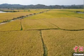 湖南祁阳发展绿色农业为种植提供科学依据图片