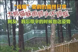 大熊猫怎么躲雨？网友：只要脸不湿咱就没淋雨图片