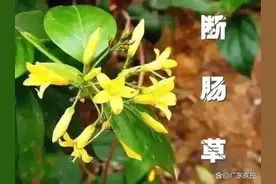 广东肇庆一老人买药材煲汤后中毒身亡，家属：店铺误把断肠草当海风藤卖图片