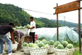祁门：荷塘沁香盛开“颜值”“产值”并蒂花图片