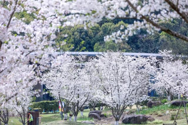 一不留神！湖州的樱花已经美成这样了